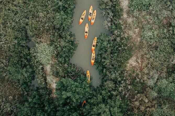 Thousand Islands Mangrove Tunnel Kayak Tour with Cocoa Kayaking! - Wildlife and Nature Highlights