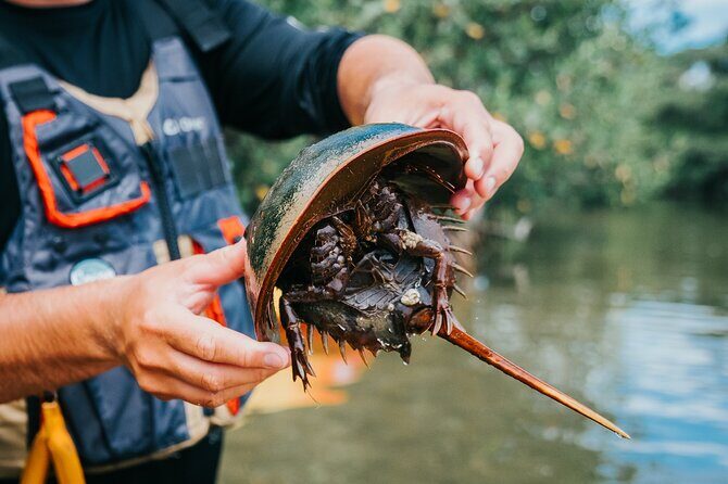 Thousand Islands Mangrove Tunnel Kayak Tour with Cocoa Kayaking! - Duration and Pacing