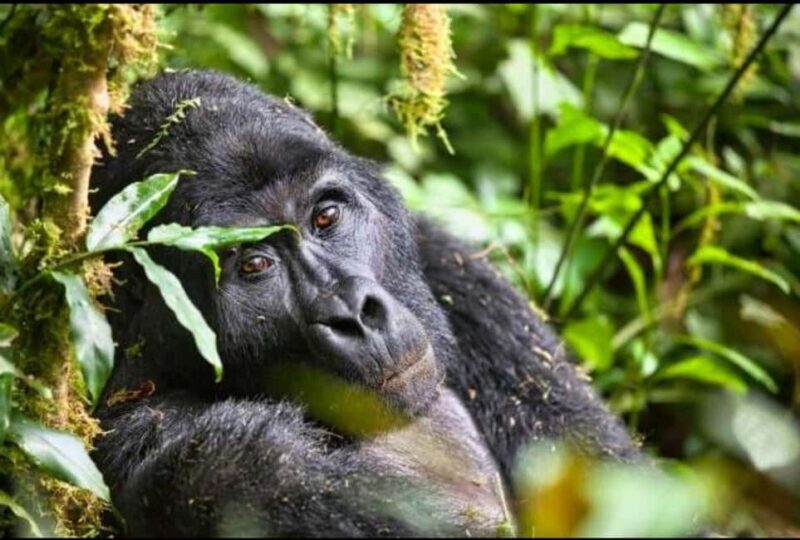 THREE (3) DAYS UGANDA GORILLA SAFARI WITH LAKE BUNYONYI. - A Deep Dive into the 3-Day Uganda Safari Experience