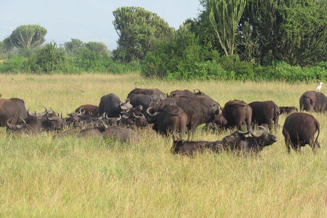 Three days escape to Queen Elizabeth National park - Authentic Experiences and the Value You Get