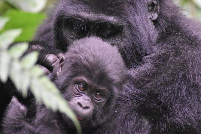 Three Days Gorilla Safaris In Uganda - Everything You Need to Know About the Three-Day Gorilla Safari in Uganda