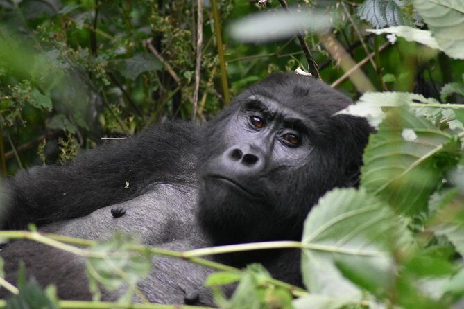 Three Days Gorilla Safaris In Uganda - Key Points