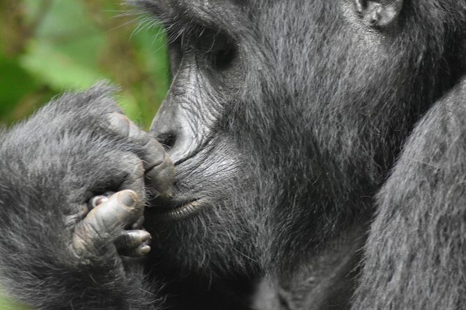 Three Days Gorilla Safaris In Uganda - What Travelers Say About the Experience