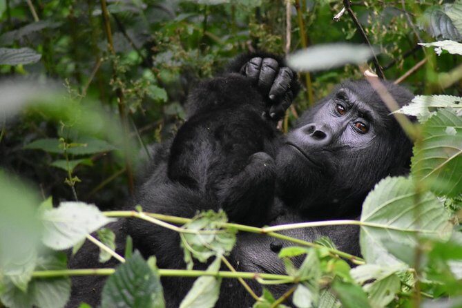 Three Days Gorilla Safaris In Uganda - Pricing and Value