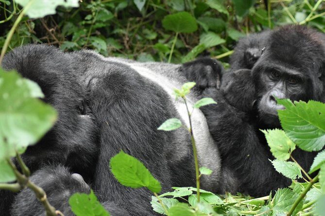 Three Days Gorilla Safaris In Uganda - FAQ