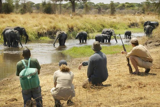 Three days Mikumi National Park, game drive and walking safari inside the park - Exploring the Three-Day Mikumi National Park Safari: An Authentic Wildlife Adventure