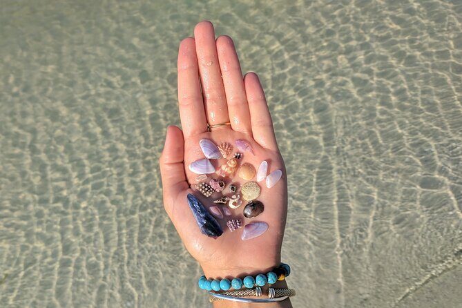 Three Hour Shelling Cruise to Shell Key Preserve from John's Pass - Start Point and Convenience