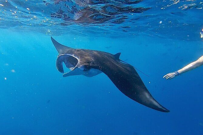 Three Islands Snorkeling (3 Spots) Manta Rays - From Lembongan - The Verdict – Is It Worth It?