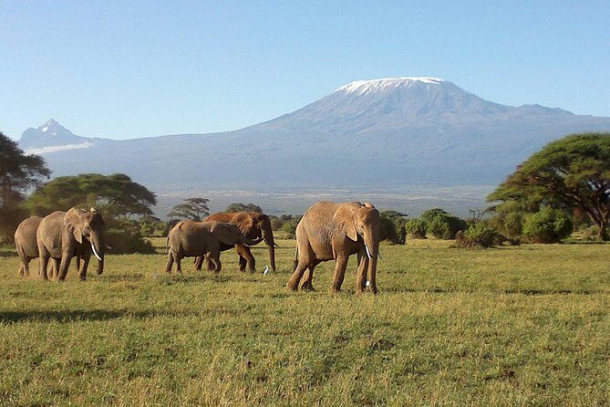 Thrilling 6 Days Amboseli-Lake Nakuru-Maasai Mara Budget Safari - An In-Depth Look at the 6-Day Kenya Safari