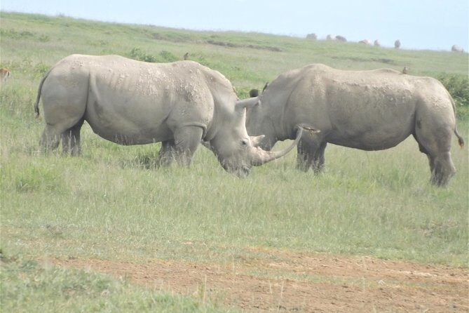 Thrilling 6 Days Amboseli-Lake Nakuru-Maasai Mara Budget Safari - FAQs