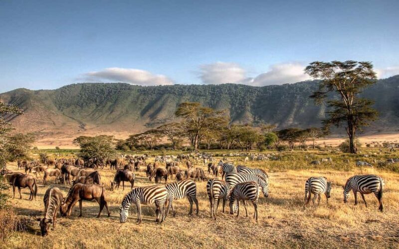 Thrilling three days combo safari, crater and migrations - An In-Depth Look at the Experience