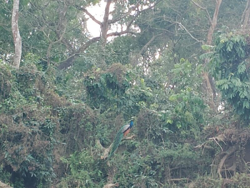 Thrills and Tranquility: Jeep Safari and Canoeing in Chitwan - Final thoughts