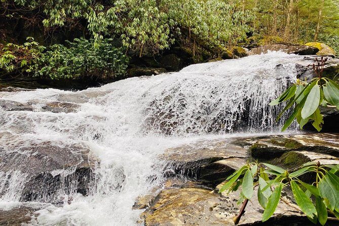 Thundering Streams and Falls of the Smokies Guided Hiking Tour - An In-Depth Look at the Smoky Mountains Guided Tour