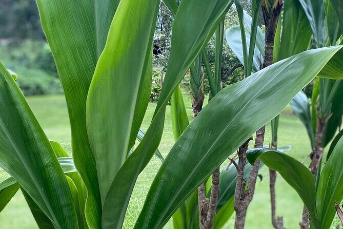Ti Leaf Bracelet Craft Class on Maui - Authentic Experiences and Authenticity