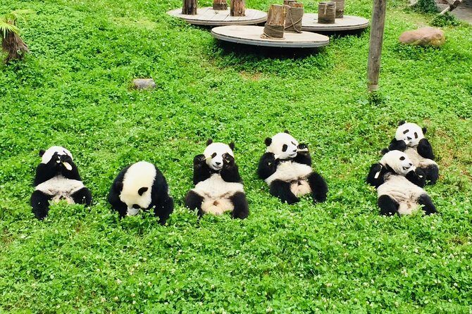Ticket reservation for Chengdu Giant Panda Breeding Base - Key Points