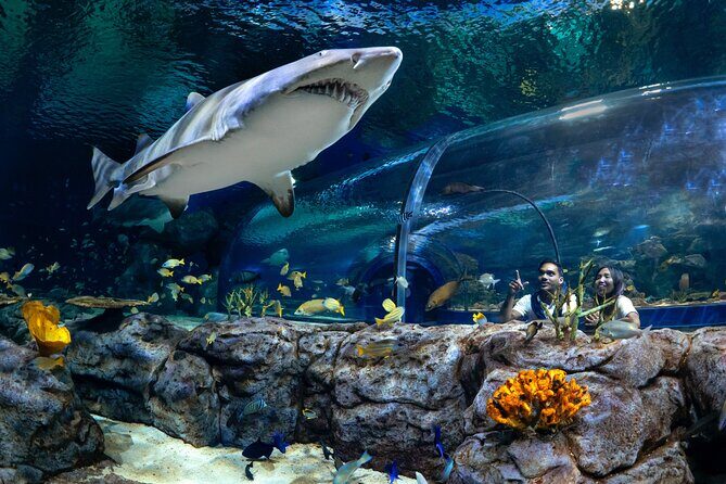 Ticket to the largest Oceanarium of the Mascarene Islands - Exploring the Oceanarium of the Mascarene Islands: A Detailed Review