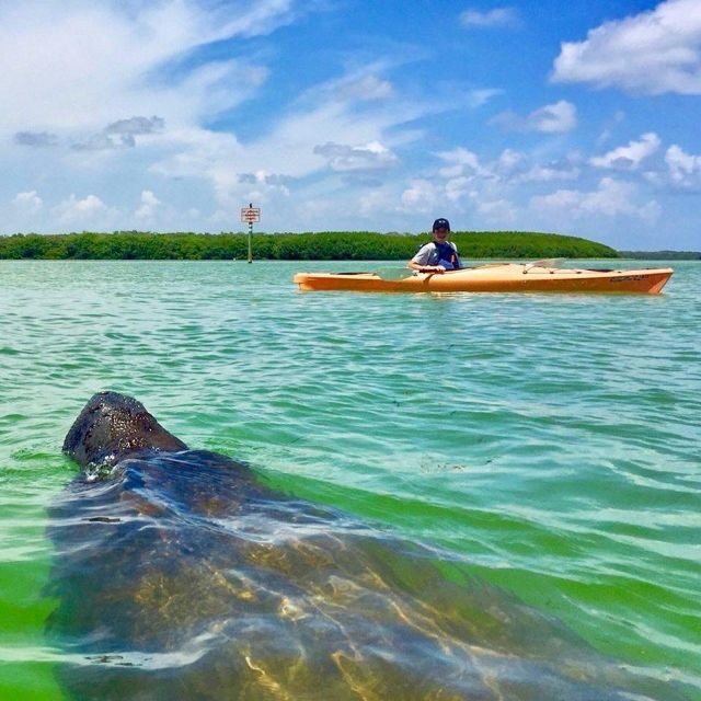 Tierra Verde FL: Coastal Kayaking Tour in Shell Key - Key Points