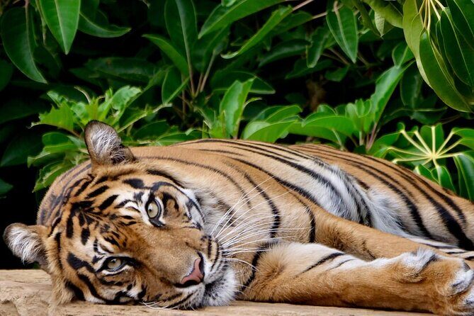 Tiger Experience at Melbourne Zoo - excl. entry - Key Points