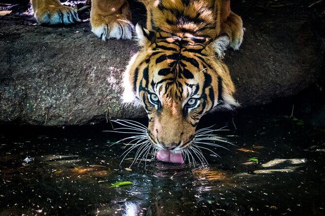 Tiger Experience at Melbourne Zoo - excl. entry - What to Expect When You Sign Up
