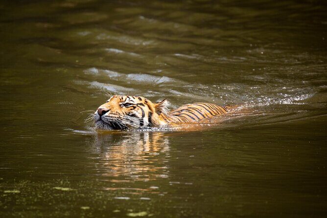 Tiger Experience at Melbourne Zoo - excl. entry - Practical Tips for Visitors