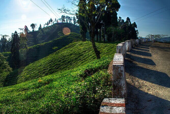 Tiger Hill Darjeeling Nature Walk (3 Hours Guided Trekking Experience) - Key Points