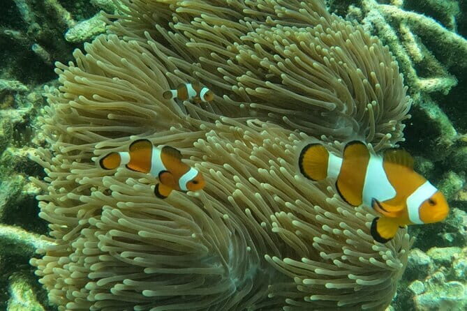 Tioman Coral Island Snorkeling & Island Hopping Tour - Stop 1: Pasir Panjang on Coral Island