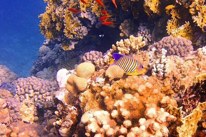 Tiran Island Full Day Boat Trip With Lunch from Sharm El Sheikh - Final Thoughts: Who Should Consider This Tour?