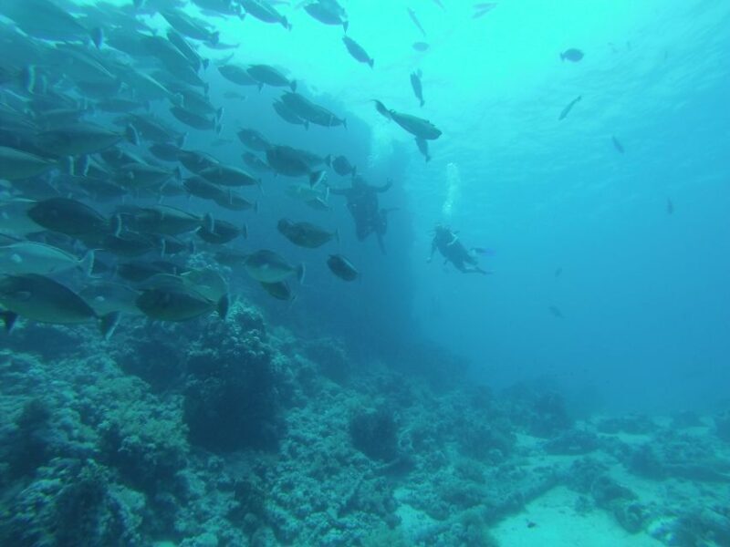 Tiran Island: Full-day Snorkeling, Diving Boat Trip - Who This Tour Is Best For