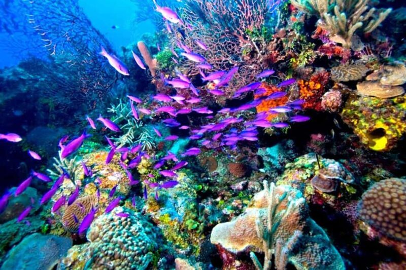 Tiran Island: Full-day Snorkeling, Diving Boat Trip - Final Thoughts: Is It Worth It?
