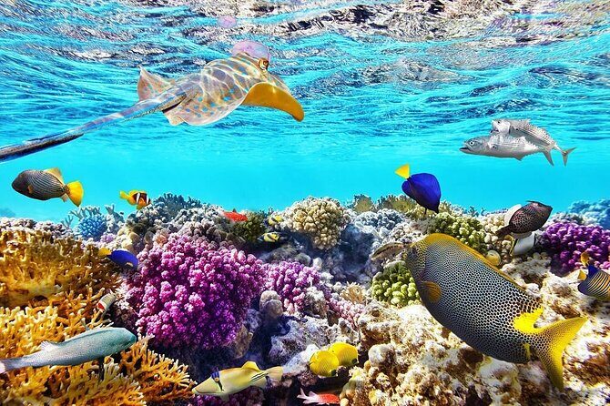 Tiran Island Snorkeling Excursion - An In-Depth Look at the Tiran Island Snorkeling Tour