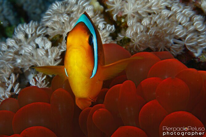 Tiran Island Snorkeling Experience by Yacht Sharm El Sheikh - Frequently Asked Questions