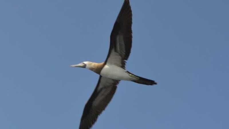 Title: Puerto Vallarta: Marietas Island Adventure - FAQ