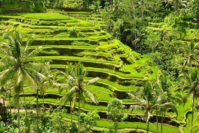 Tlaga Singha Infinity Pool, Jungle swing & Rice Terrace Trip - Who Would Enjoy This Tour?