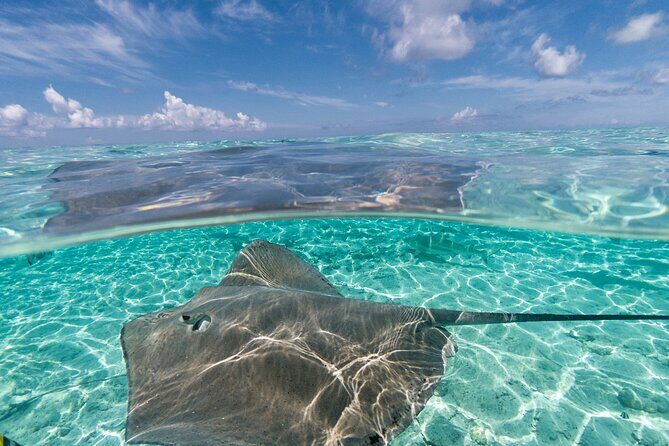 Toa Boat Bora Bora Private Lagoon tour On Majestic Pontoon Boat - The Value of the Price