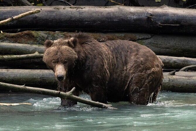 Toba Bears and Wilderness Grizzly Bear Viewing in Campbell River - Key Points