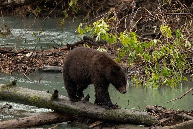 Toba Bears and Wilderness Grizzly Bear Viewing in Campbell River - Starting Point and Salish Sea Cruise