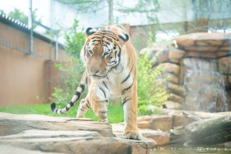 Tochigi: Nasu Animal Kingdom Entry Ticket - Location and Accessibility