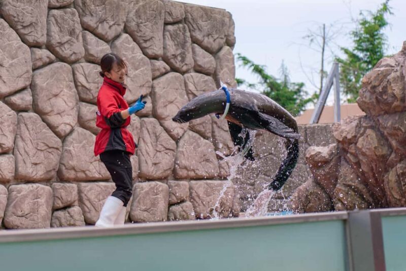 Tochigi: Nasu Animal Kingdom Entry Ticket - Final Thoughts: Is Nasu Animal Kingdom Right for You?