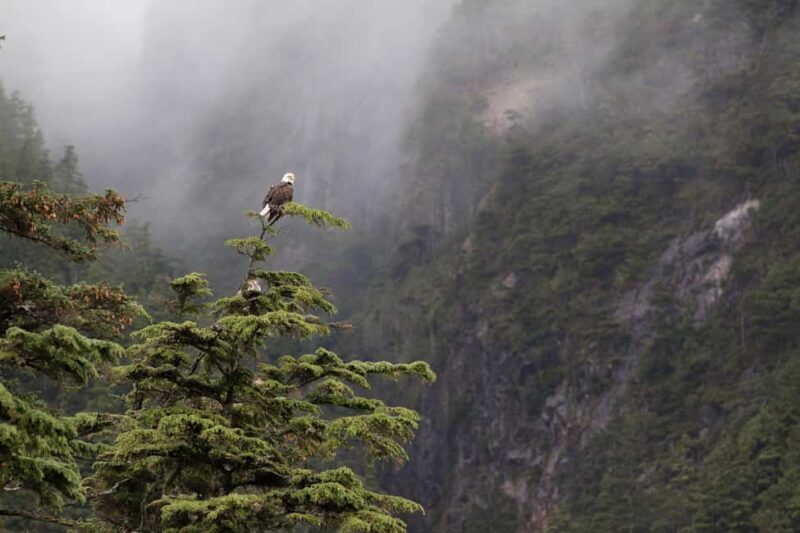 Tofino: Covered Boat Winter Wildlife Watching Tour - An In-Depth Look at the Tofino Wildlife Watching Tour