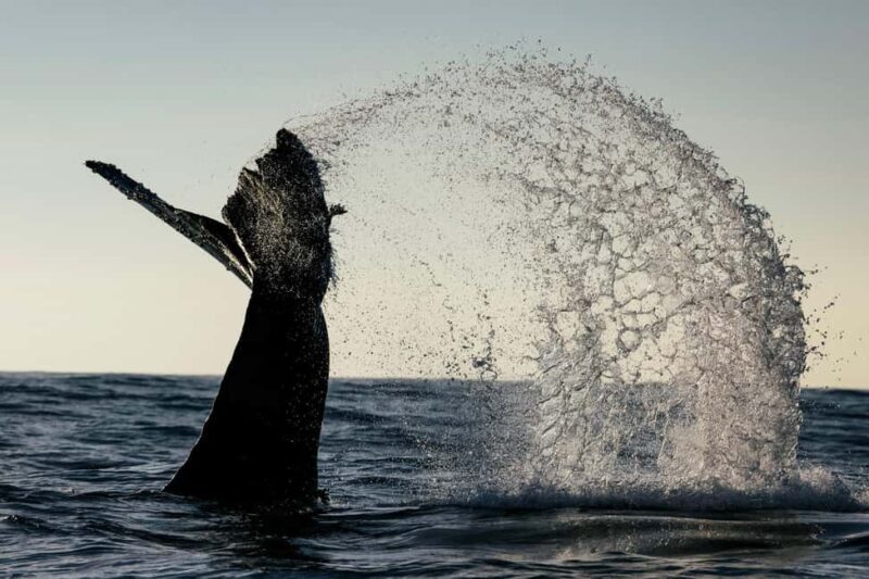 Tofino: Covered Boat Winter Wildlife Watching Tour - Frequently Asked Questions
