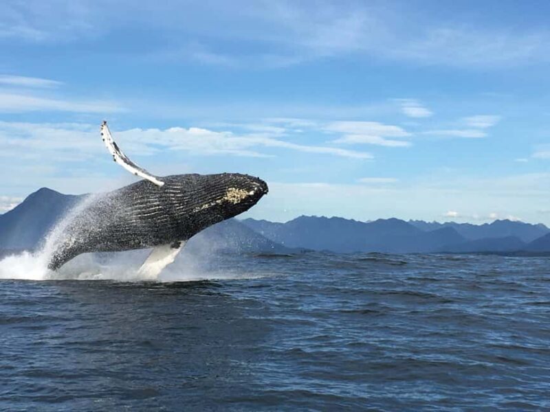 Tofino: Whale Watching Tour with Nature Guide - Tofino: Whale Watching Tour with Nature Guide — A Deep Dive into Vancouver Islands Marine Marvels