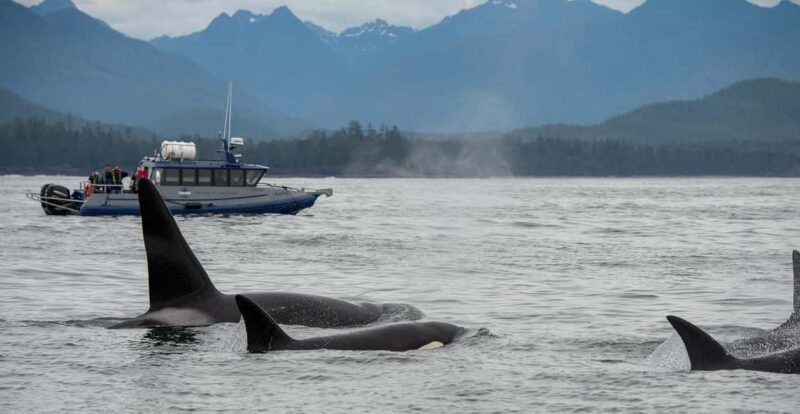 Tofino: Whale Watching Tour with Nature Guide - Experience Overview: A Scenic Voyage into Marine Wilderness