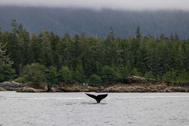 Tofino: Whale Watching Tour with Nature Guide - Authentic Encounters and Authenticity