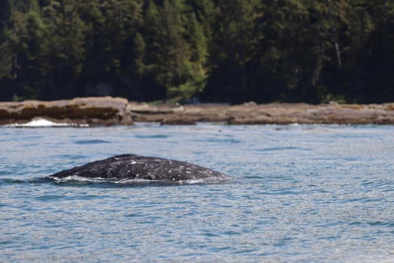 Tofino: Whale Watching Tour with Nature Guide - Why This Tour Works for Different Travelers