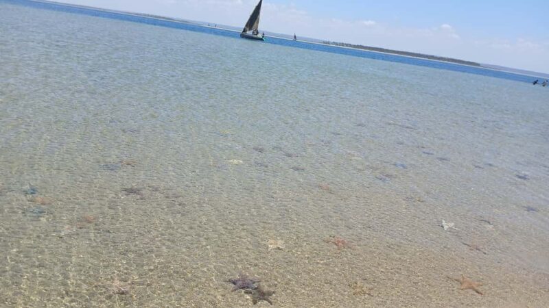 Tofo: Pansy Island and Pigs Island Day Trip - Key Points