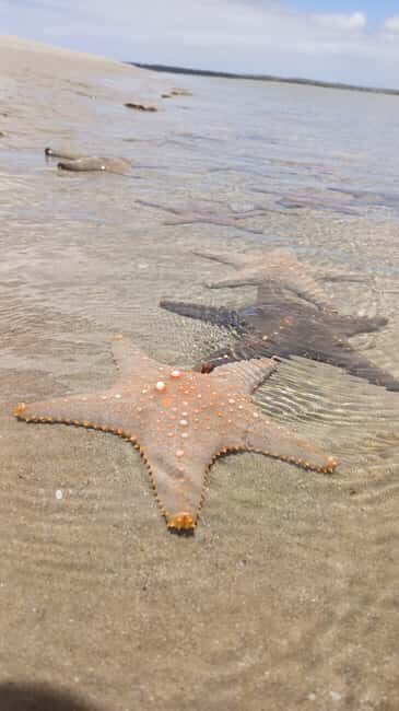 Tofo: Pansy Island and Pigs Island Day Trip - Practical Tips for Travelers