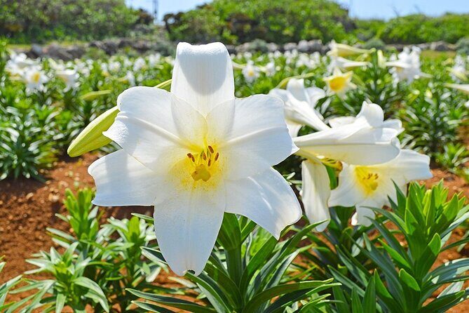Tokashiki Island Day Trip from Naha - What Travelers Are Saying