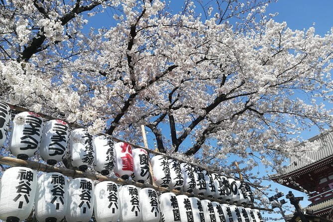 Tokyo: A Downtown Tour through Kanda, Ueno, and Asakusa - Who Will Love This Tour?