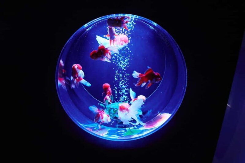Tokyo: Art Aquarium Museum GINZA Entry Ticket - Location and Accessibility