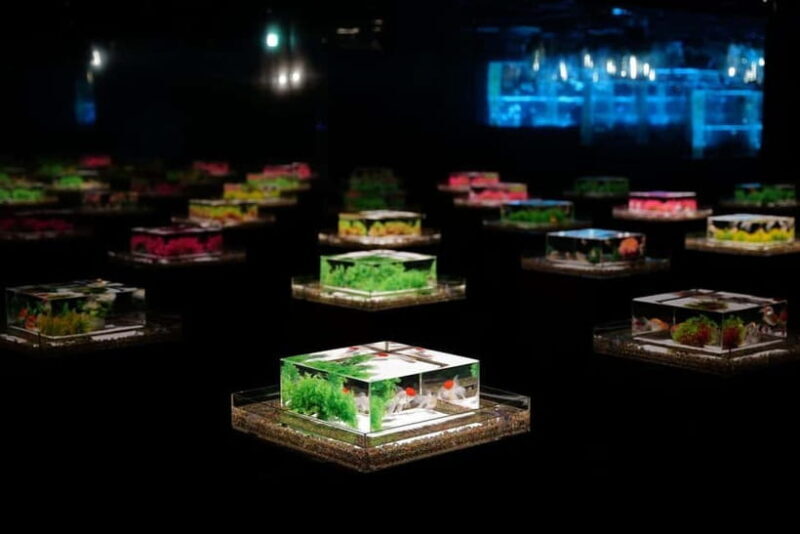 Tokyo: Art Aquarium Museum GINZA Entry Ticket - The Artistic and Cultural Significance